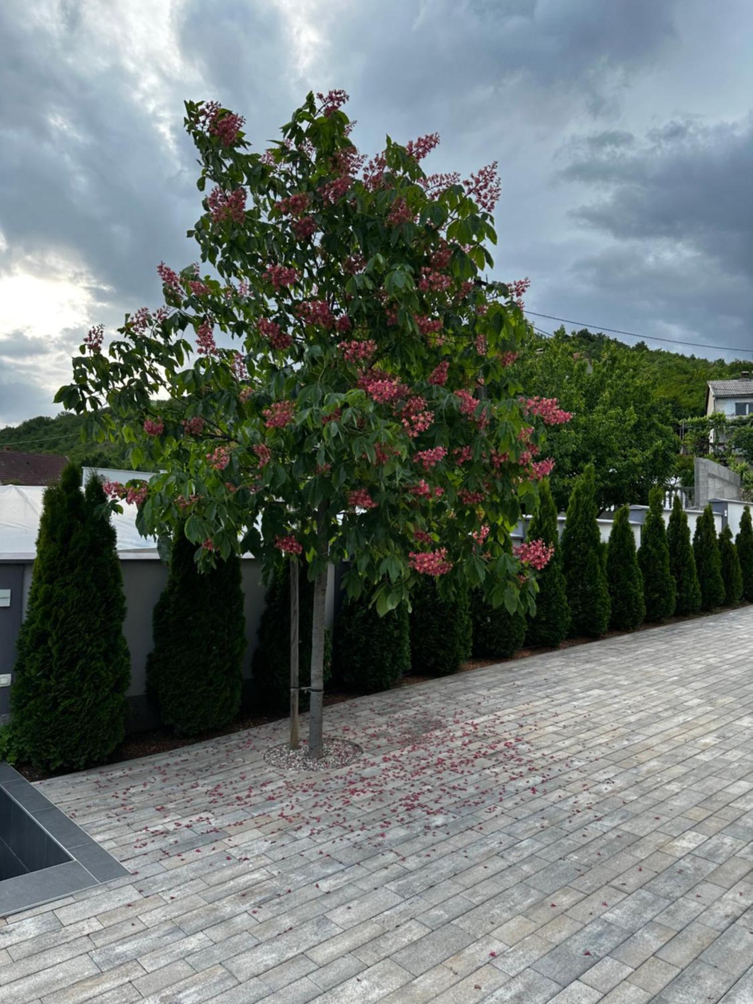 Luxury Villa Magic Kosor Eksteriør billede